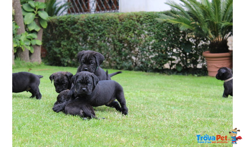Cuccioli di cane Corso (all.to Riconosciuto) - Foto n. 1