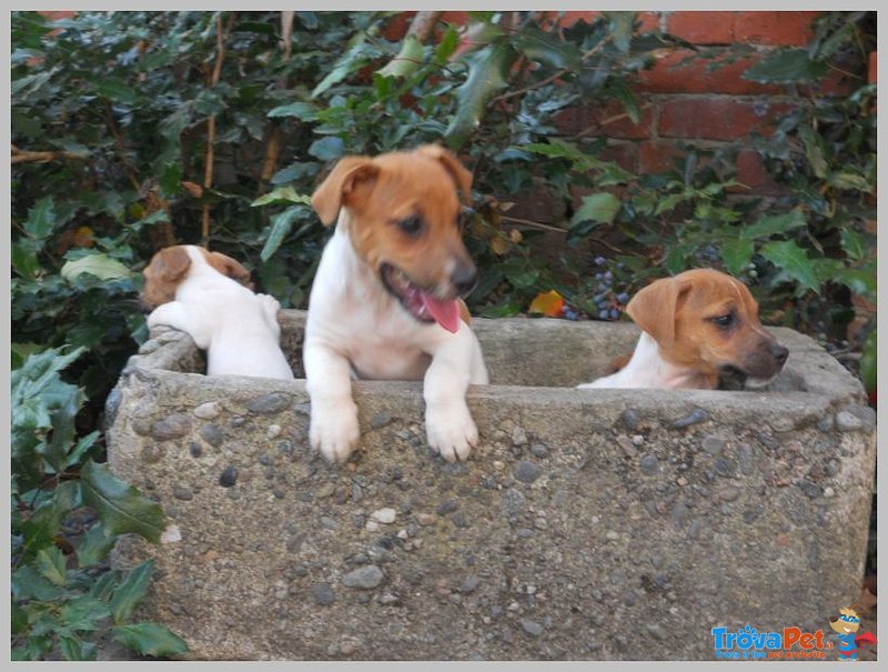 Jack Russel Terrier - Foto n. 3