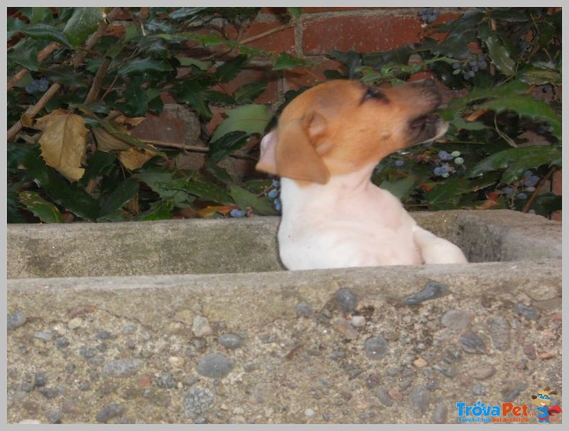 Jack Russel Terrier - Foto n. 4