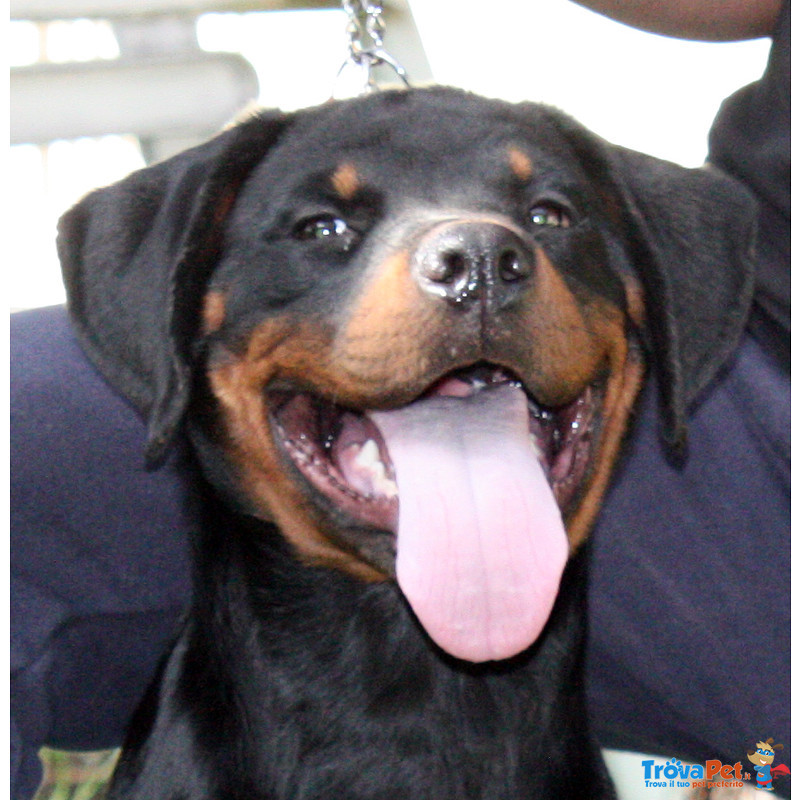 Rottweiler: top Cucciola da expo "100% Tedesca" - Foto n. 9