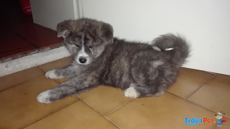 Akita inu Giapponese Maschietto - Foto n. 1