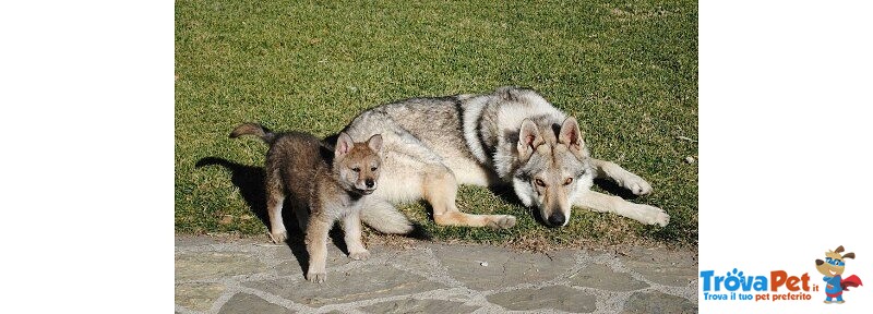 Cuccioli di lupo Cecoslovacco in Tutta Italia - Foto n. 3