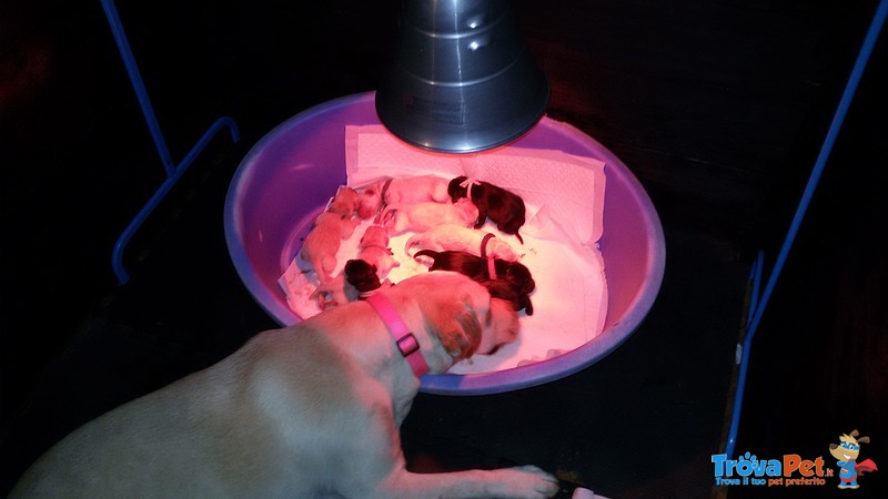Cuccioli di Labrador con Pedigree Pronti a Natale! - Foto n. 2