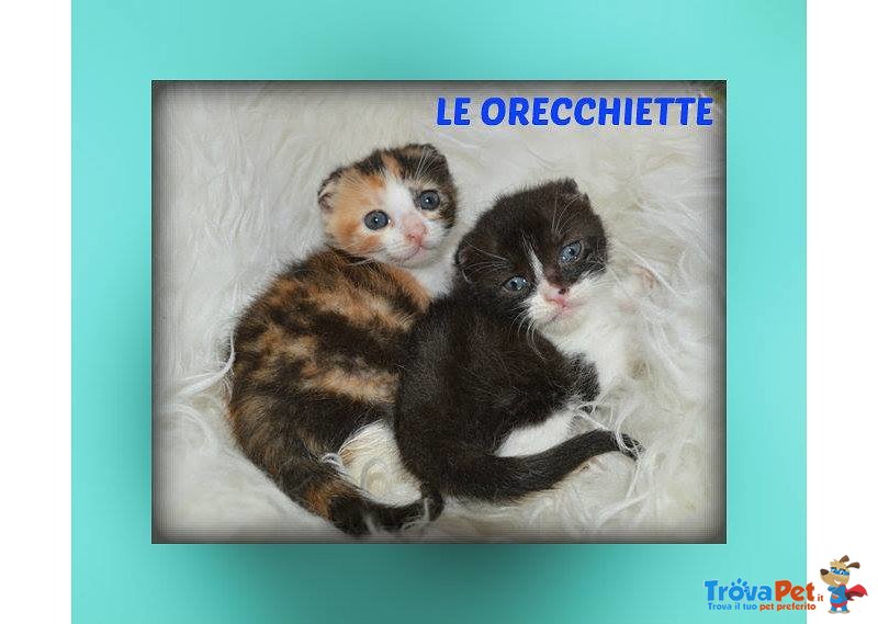 Gattine le Orecchiette - Foto n. 3