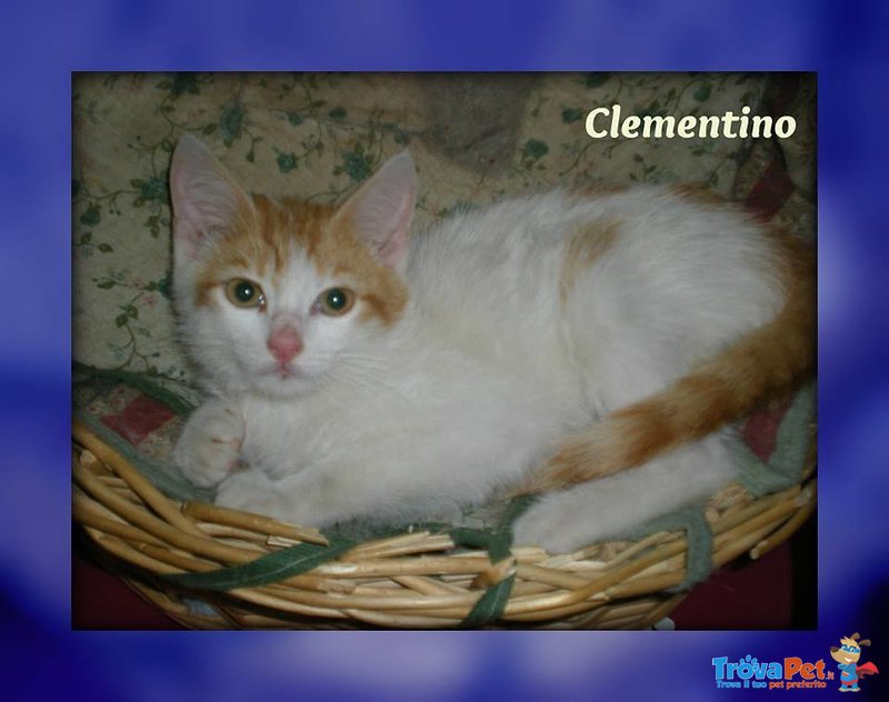Gattino Clementino - Foto n. 2