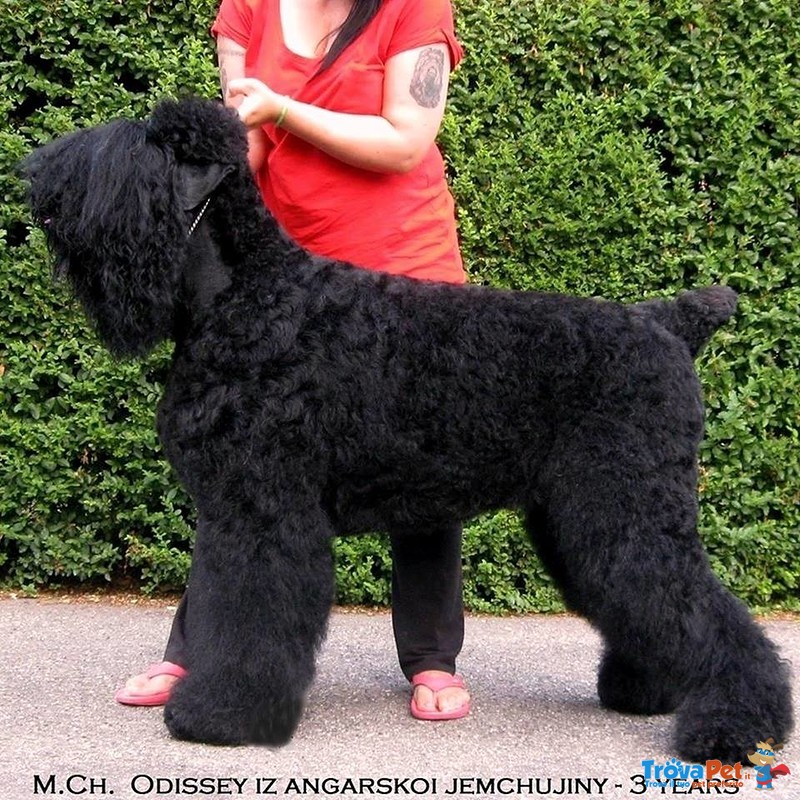 Terrier nero Russo - Cuccioli - Foto n. 3