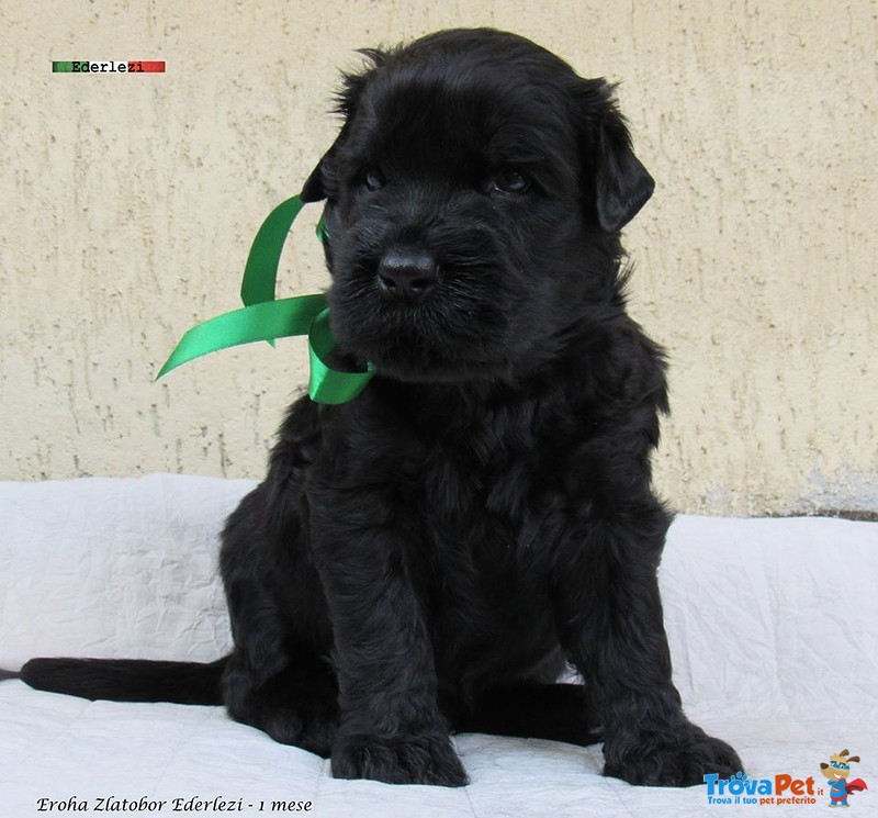 Terrier nero Russo - Cuccioli - Foto n. 10