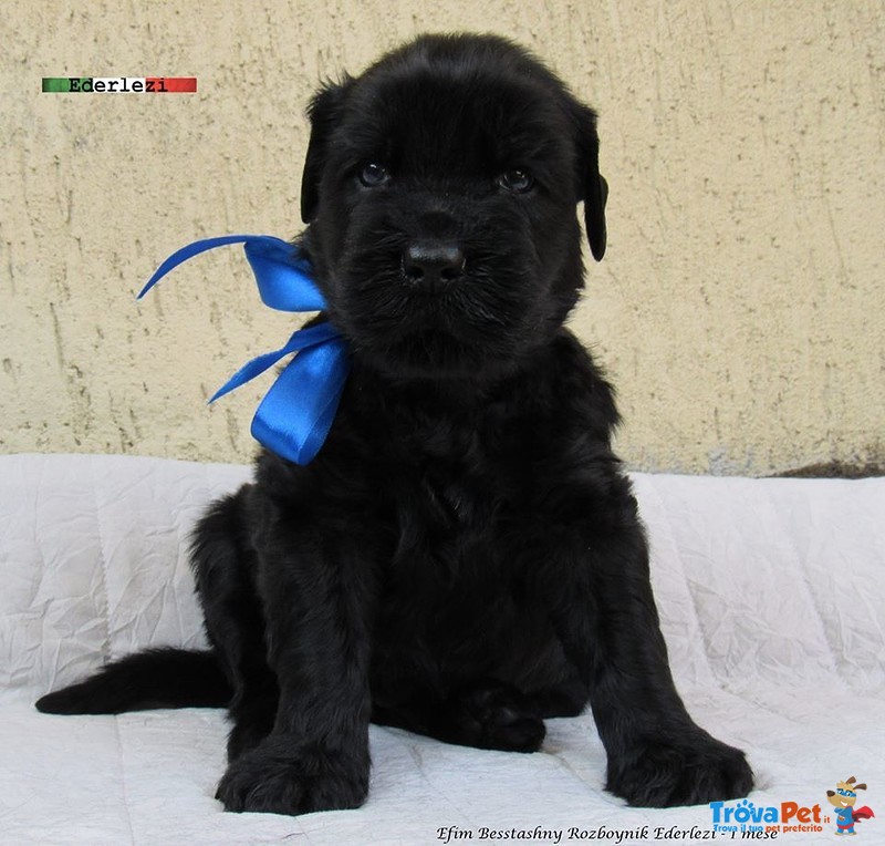 Terrier nero Russo - Cuccioli - Foto n. 13