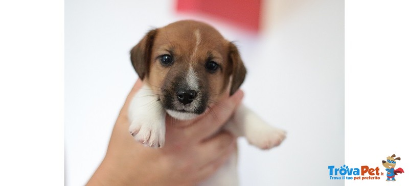 Bellissimi Cuccioli di jack Russell Terrier - Foto n. 2