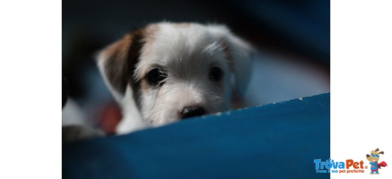Bellissimi Cuccioli di jack Russell Terrier - Foto n. 3