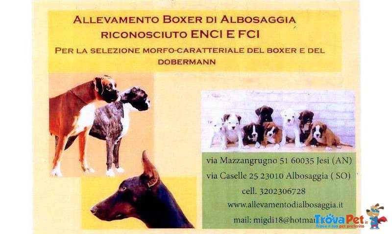 Allevamento Boxer di Albosaggia - Foto n. 1