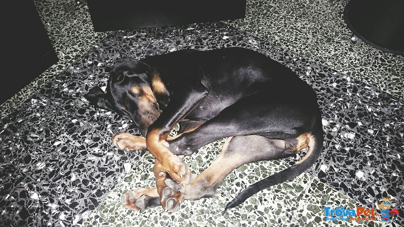 Cucciolo di Dobermann - Foto n. 1