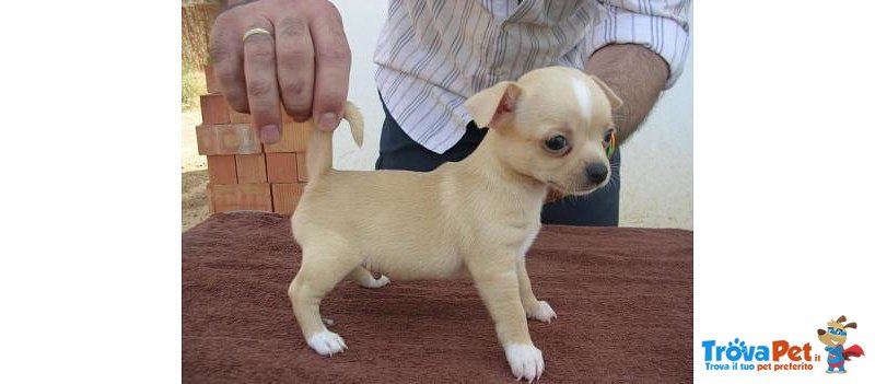 Vendo Cucciolo di Chihuahua - Foto n. 1