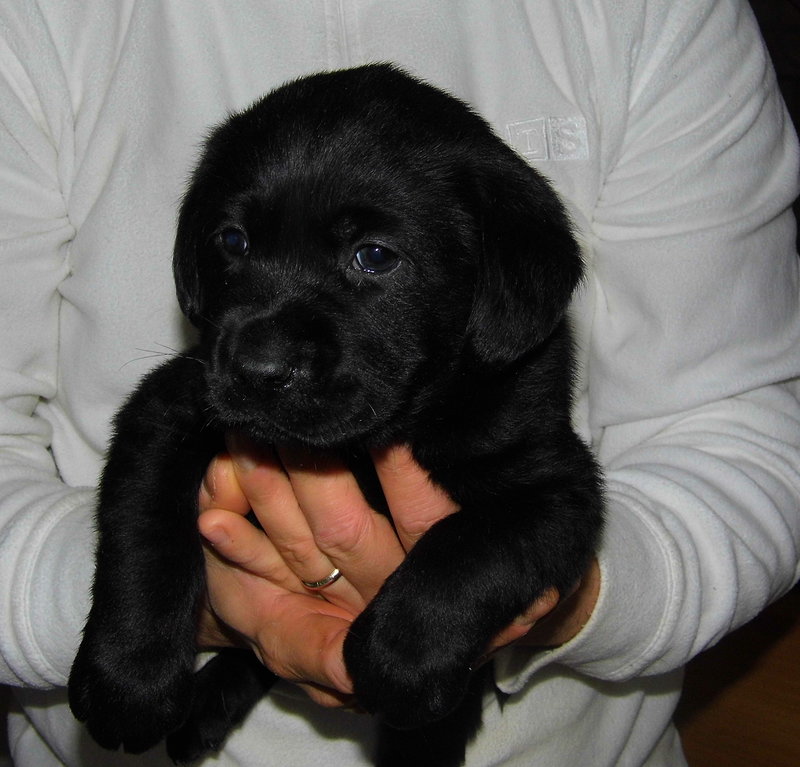 Cuccioli di Labrador Neri - Foto n. 1