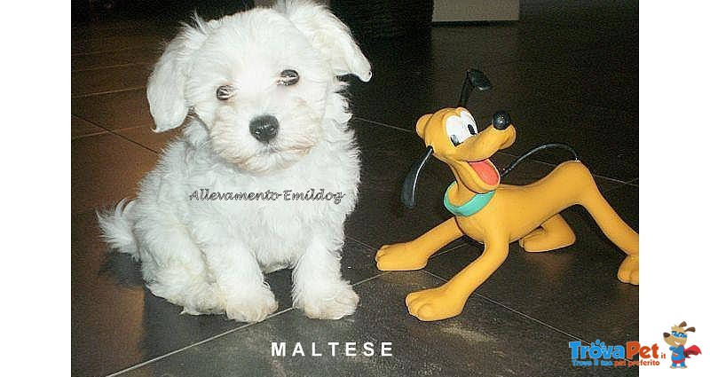 Allevamento Cuccioli Maltese - Foto n. 1