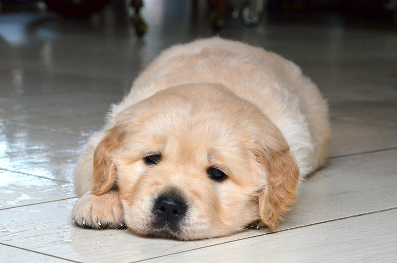 Splendidi Cuccioli di Golden Retriever - Foto n. 1