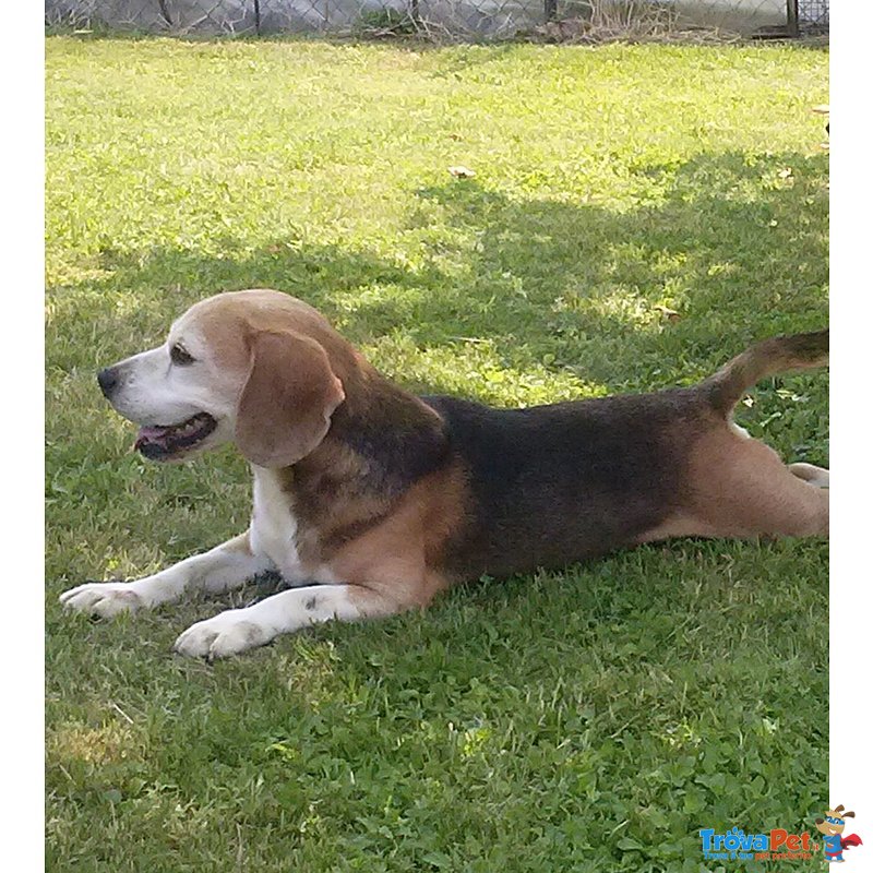 Beagle Maschio - Foto n. 1