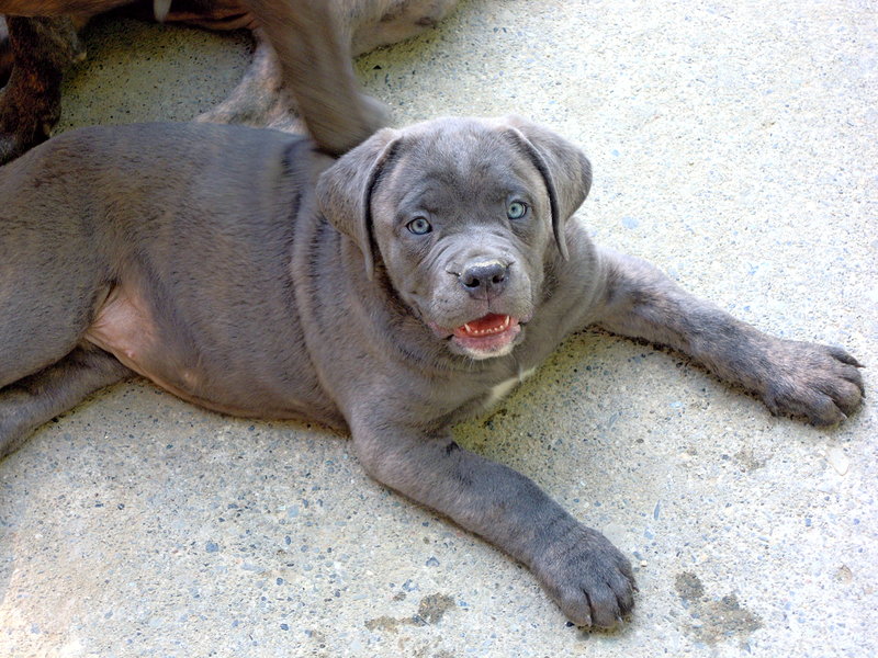 Bellissime Cucciole cane Corso - Foto n. 1