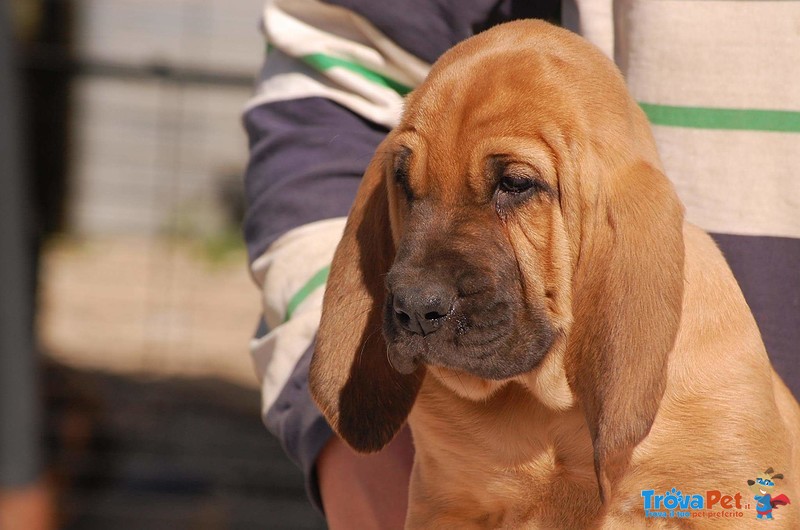Cuccioli di Razza Bloodhound - Foto n. 5