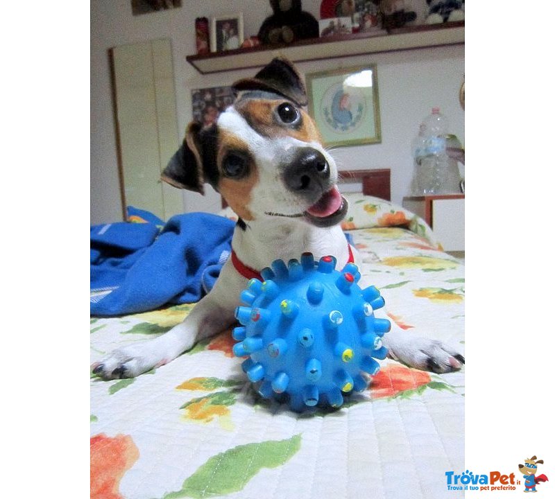 Jack Russell Terrier - Foto n. 8