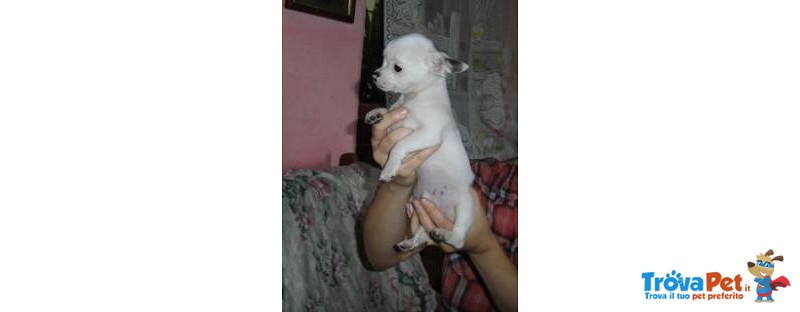 Cucciolo Chihuahua con Pedigree - Foto n. 2