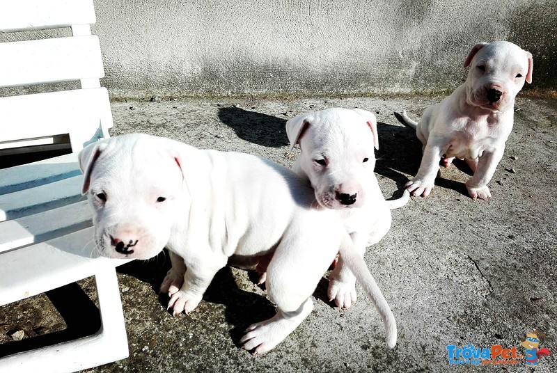 Cuccioli di dogo Argentino con Pedigree - Foto n. 3