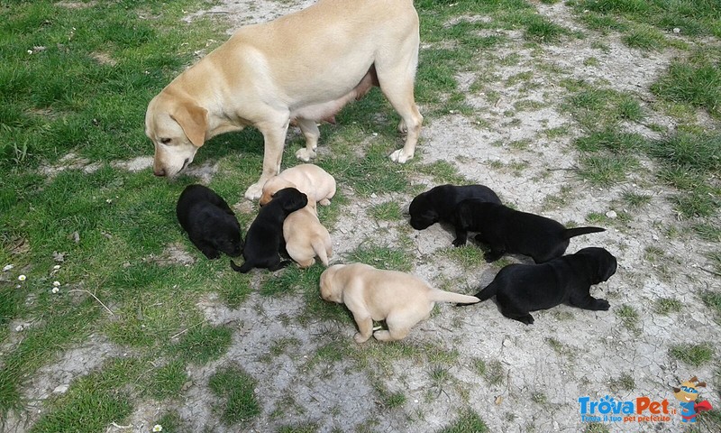 Cuccioli di Labrador neri o Bianchi - Foto n. 1