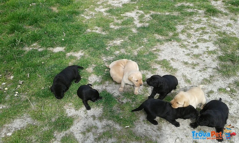 Cuccioli di Labrador neri o Bianchi - Foto n. 4