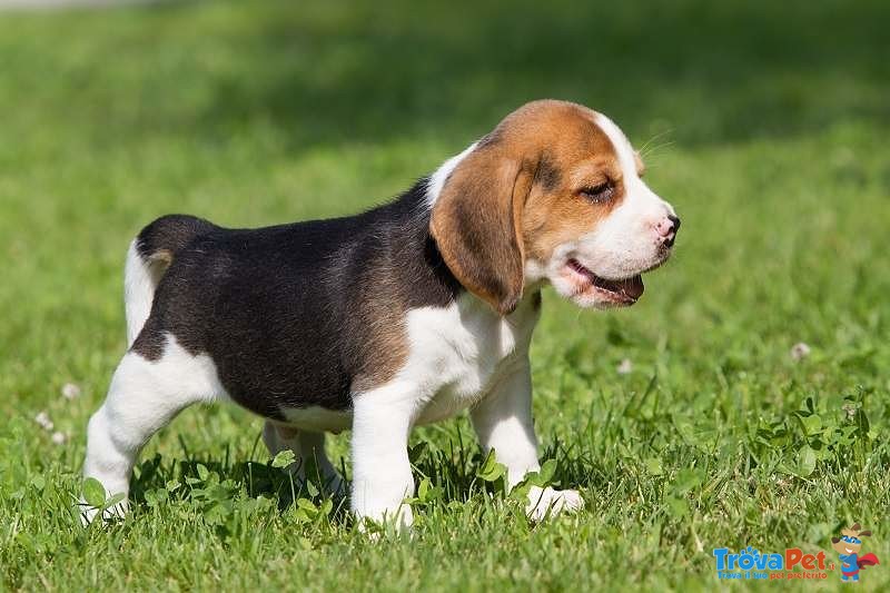 Cuccioli Beagle, con Pedigree - Foto n. 1
