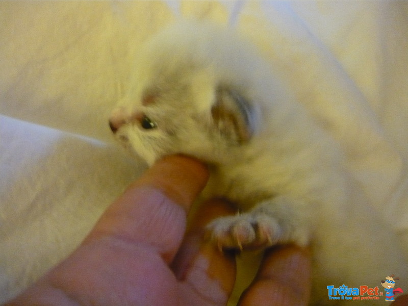 Cucciolo Gatto Siberiano Ipoallergenico - Foto n. 1