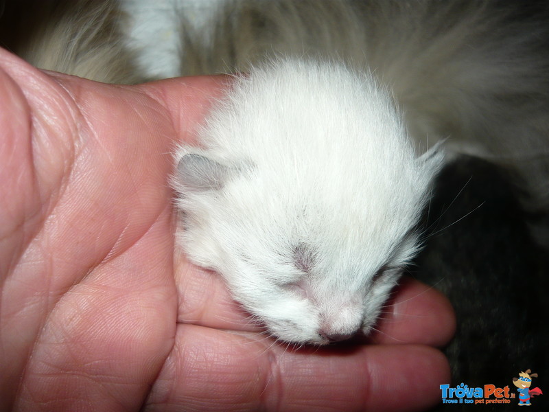 Cucciolo Gatto Siberiano Ipoallergenico - Foto n. 2