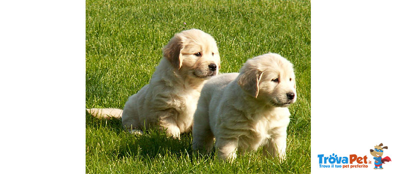 Cuccioli di Golden Retriever ... Allevamento Riconosciuto enci - Fci - Foto n. 1