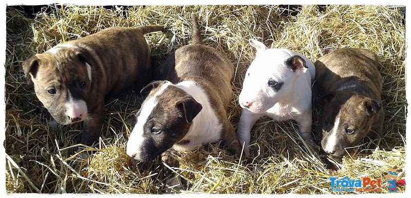 Cuccioli di bull Terrier Miniature ... Allevamento Riconosciuto enci - Fci - Foto n. 1