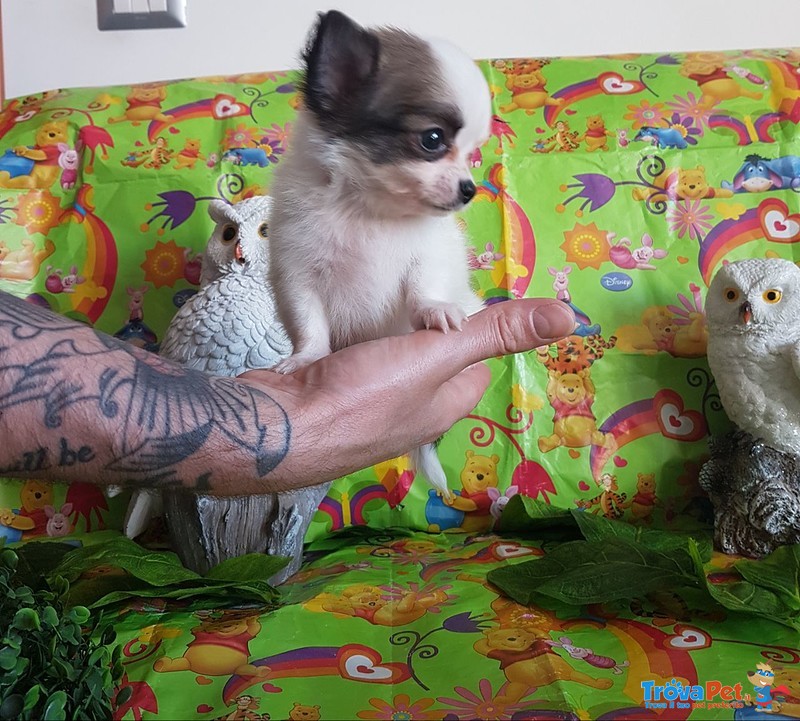Chihuahua Maschio pelo Lungo Spettacolare vero Toy - Foto n. 1