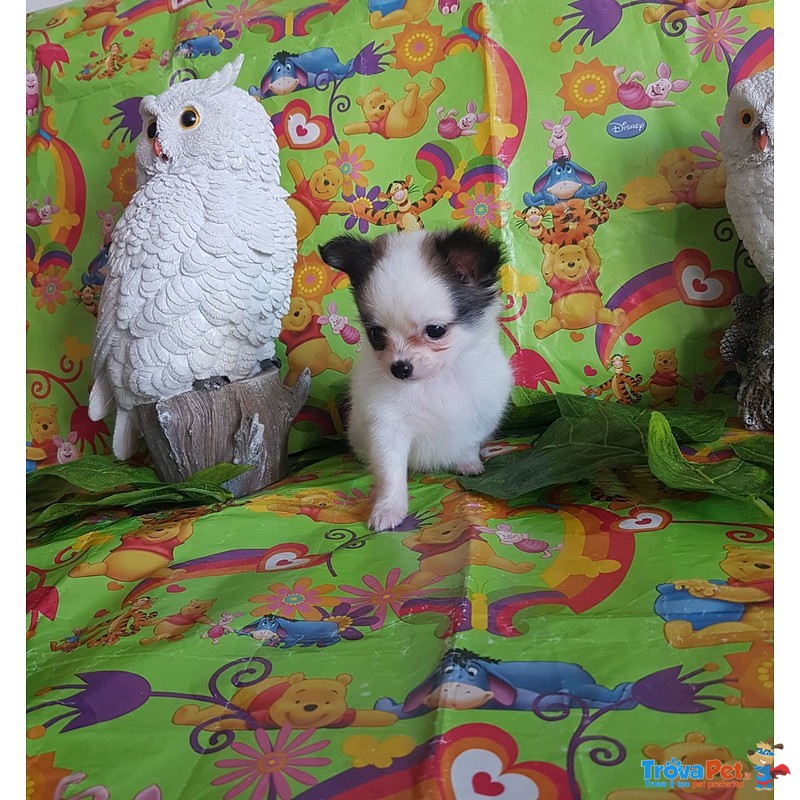 Chihuahua Maschio pelo Lungo Spettacolare vero Toy - Foto n. 2