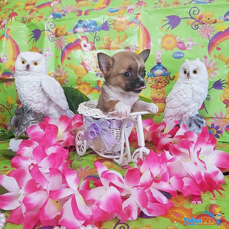 Chihuahua Femmina pelo raso Fulvo Carbonato mini Toy - Foto n. 3