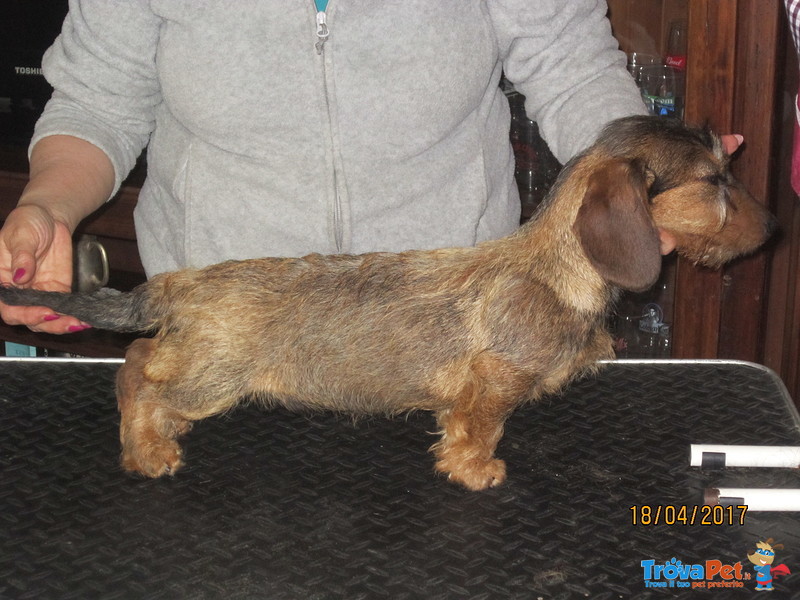 Cucciolo Bassotto nano a pelo Duro - Foto n. 1