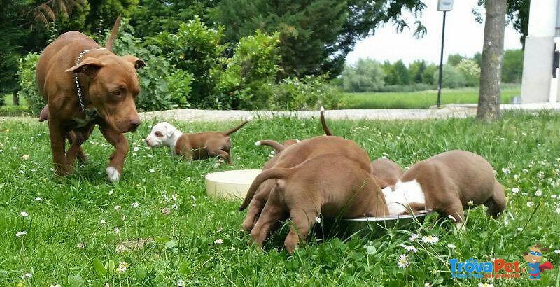 Cuccioli di American Pitbul Terrier - Foto n. 4