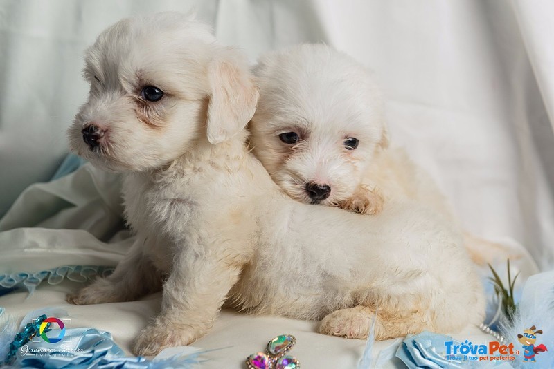 Cuccioli di Maltese Razza Pura - Foto n. 4