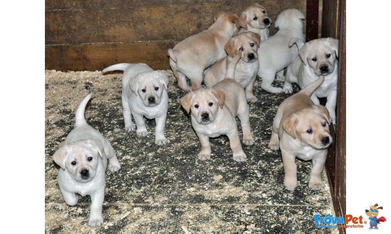 Labrador, Meticcio Morfeo, Cucciolo mix Labradorino Cerca Stallo o Adozione - Foto n. 1