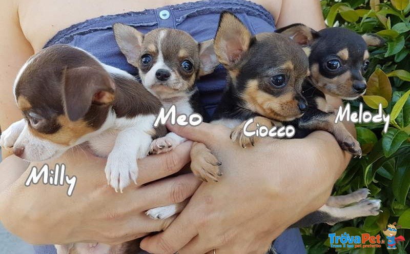 4 Cuccioli di Chihuahua con Pedigree. - Foto n. 1