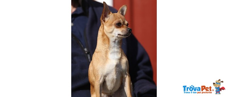 Cuccioli Chihuahua Minitoy - Foto n. 4