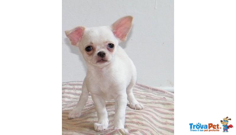 Chihuahua Cucioli - Foto n. 3