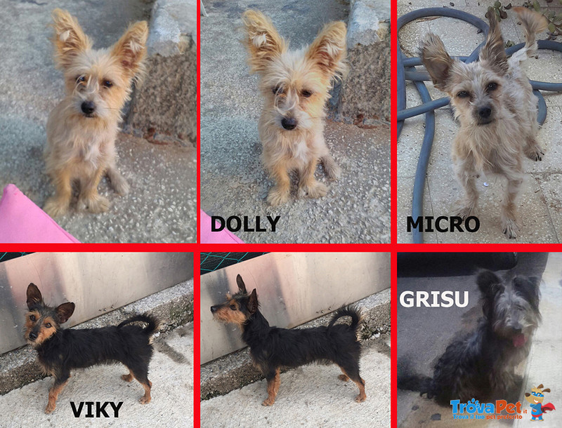 4 Micro cani dai 4/6 kg, Tutti con lo Stesso Gesto di un Vigliacco Abbandono, Questa e’ la Sicilia, - Foto n. 1