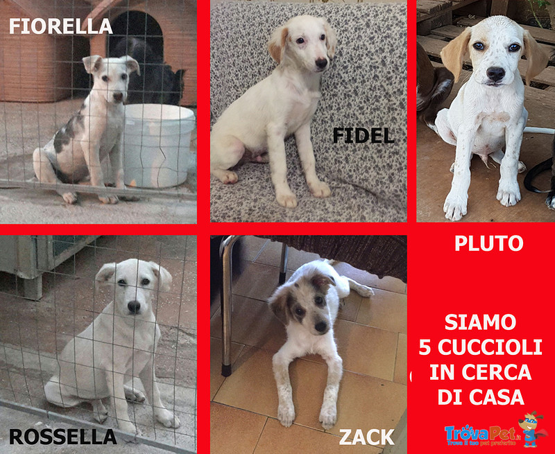 Fiorella, Rossella, Zack, Fidel, Pluto, Cuccioli 3 Mesi, Futura Taglia Media, in Cerca di una casa P - Foto n. 1