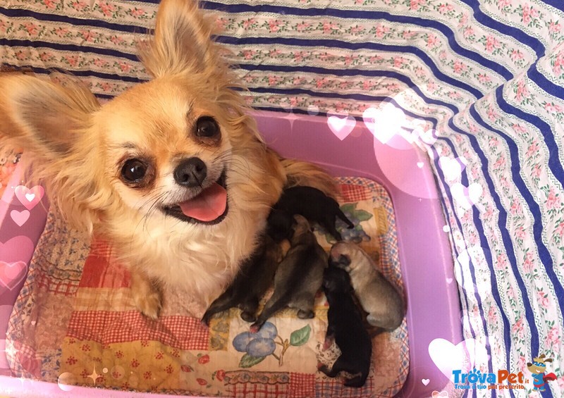 Chihuahua Cuccioli con Pedigree - Foto n. 3