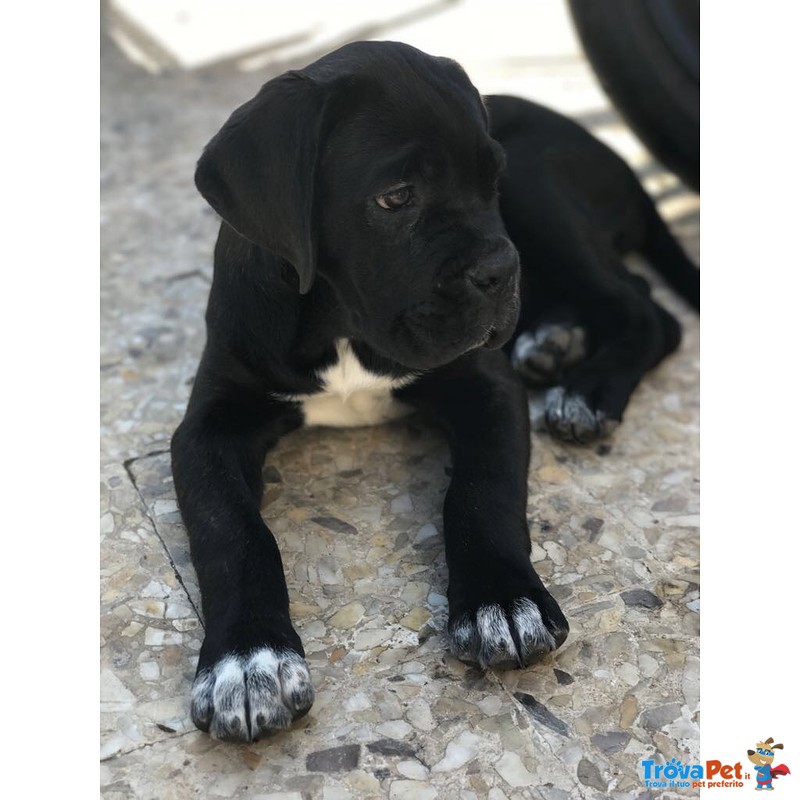 Splendidi Cuccioli di cane Corso - Foto n. 1