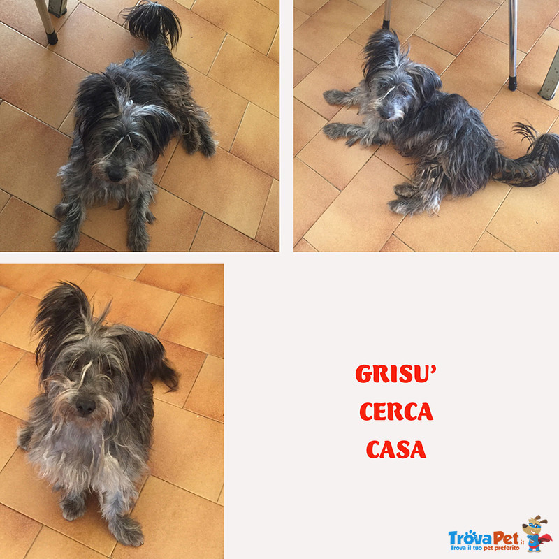 Grisu’, Incrocio Scottish Terrier, 2 anni per 5 kg, Dalla Sicilia in Cerca di Casa - Foto n. 1