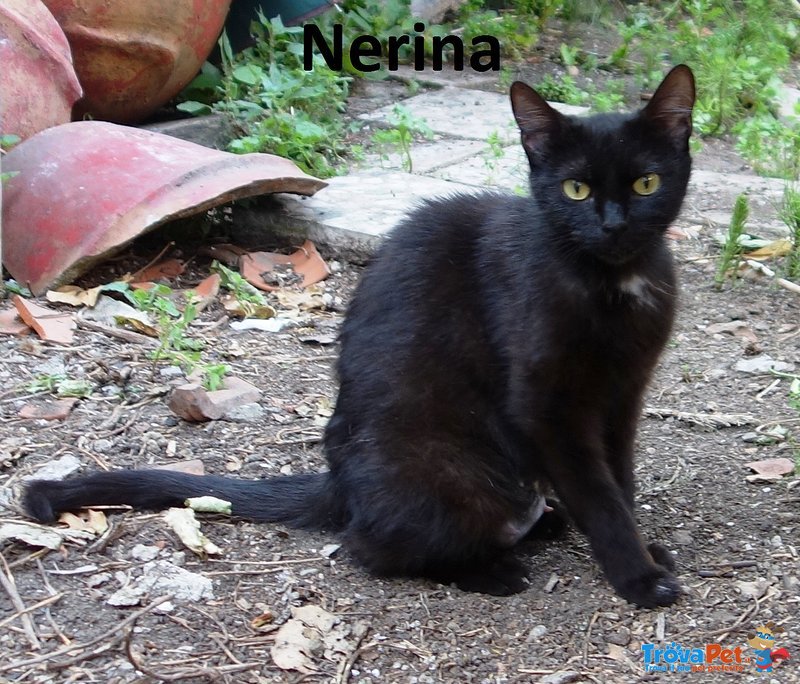 Nerina deve Essere Adottata Poiché è in Pericolo! - Foto n. 1