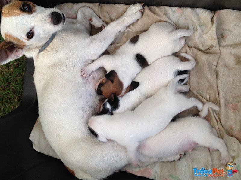 Splendida Cucciola di jack Russell Originale - Foto n. 1